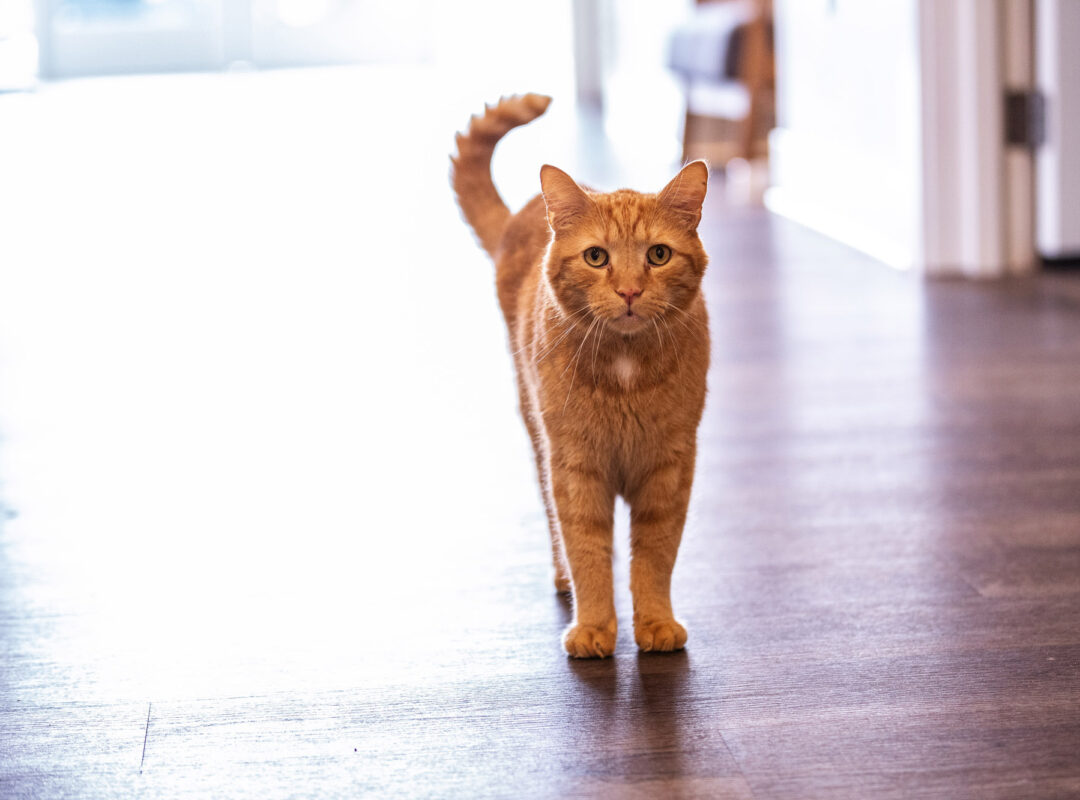 A ginger cat looking towards the camera walking down a corridor.