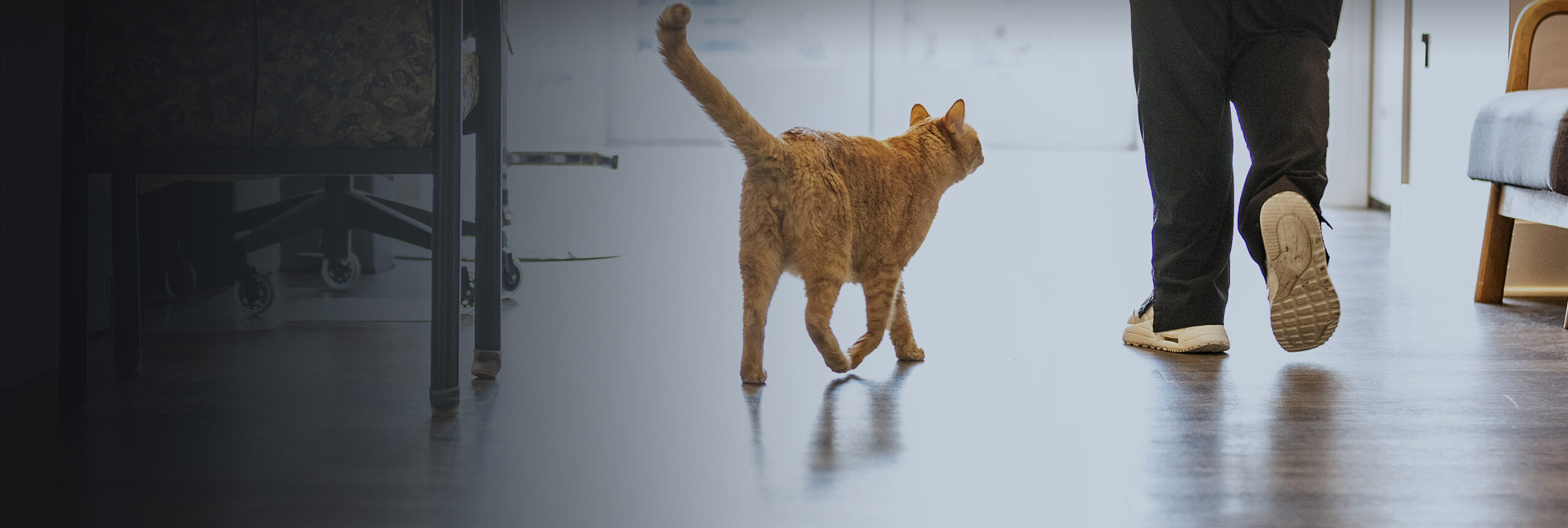 A ginger cat and a person walking away from the camera.